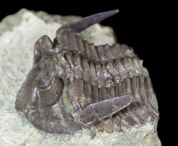 Bargain, Dalmanites Trilobite - Malvern, England #62872